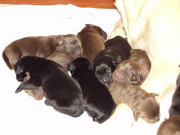 Camada de Labrador Retriever chocolates y negros