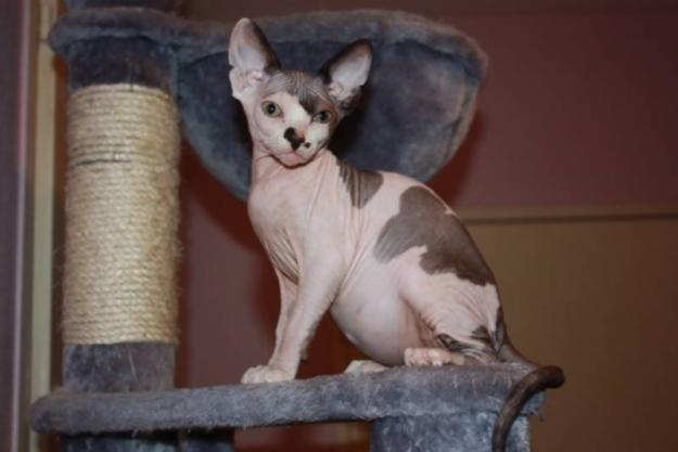 chaton sphynx (femelle)