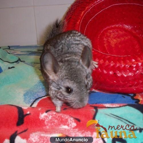 CHINCHILLAS GRISES