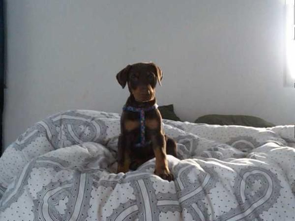 DOBERMAN MARRON FUEGO , OPORTUNIDAD