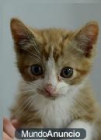 Dorito gatito de 3 meses al que estaban dandole una paliza - mejor precio | unprecio.es