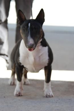 Proxima camada de bull terrier