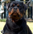 ROTTWEILER DE BEDIA CACHORROS 2008 - mejor precio | unprecio.es