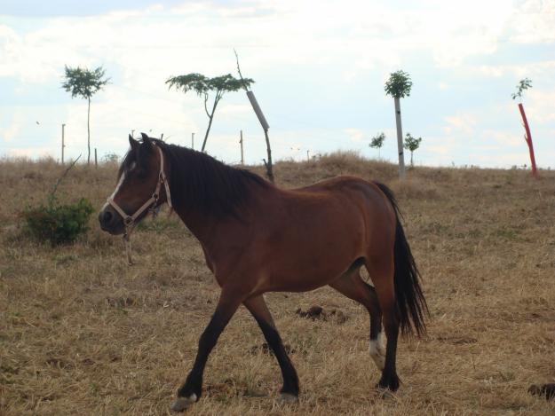 Vendo Pony Welsh.