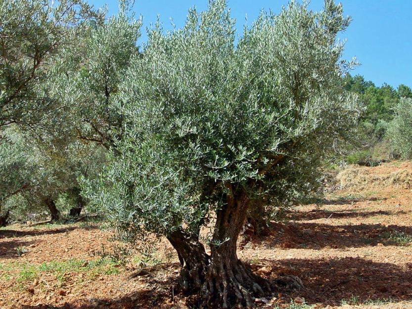 Venta de Olivos Centenarios en Guadalajara