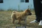 Autenticos Shiba Inu de gran calidad con pedigree - mejor precio | unprecio.es