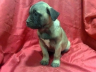 Bullmastiff , cachorros de increible belleza , machos & hembras - mejor precio | unprecio.es