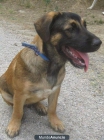 Dobby de 4 meses en adopción - mejor precio | unprecio.es