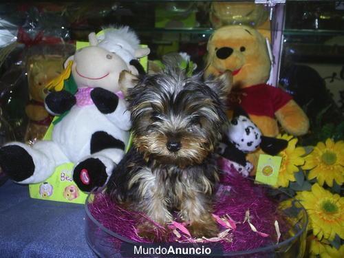 Preciosos Cachorros de Yorkshire Terrier Mini, Nacionales