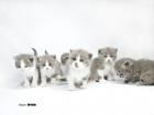 Super British Shorthair - mejor precio | unprecio.es