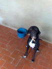 tom ,macho de pointer cruzado de labrador,7 años , - mejor precio | unprecio.es