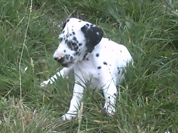 vendo cachorros dalmata