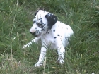 vendo cachorros dalmata - mejor precio | unprecio.es