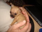 adorable cachorro chihuahua, kellypride35@rocketmail.com - mejor precio | unprecio.es