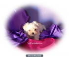 bichon maltes miniaturas - mejor precio | unprecio.es