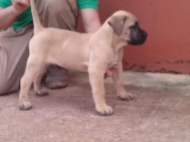 Dogo Canario