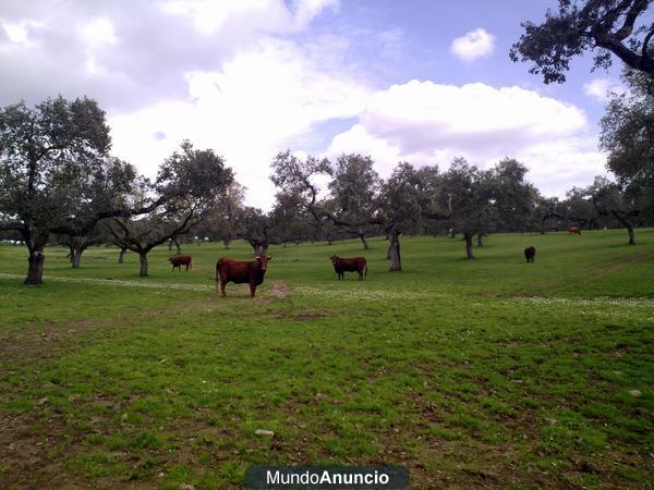 FINCA GANADERA   414  HAS . SALAMANCA (ESPAÑA)  . OPORTUNIDAD DE INVERSION