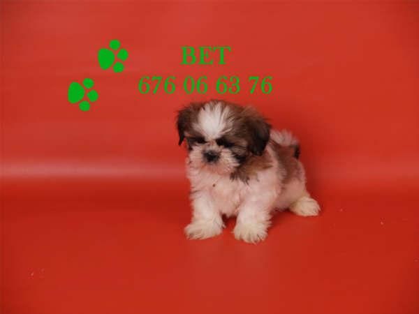 Impresionantes Shih-tzu ¡ el cachorro que buscabas !
