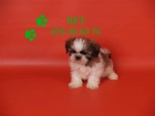Impresionantes Shih-tzu ¡ el cachorro que buscabas ! - mejor precio | unprecio.es