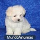 Oferta de una camada de Bichon Maltes de pura raza. Están bajo - mejor precio | unprecio.es