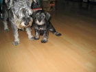 SCHNAUZER MINIATURA - mejor precio | unprecio.es
