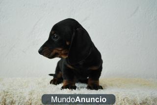 teckel mini cachorritos de dos meses, negros y fuego y rojos