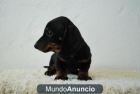 teckel mini cachorritos de dos meses, negros y fuego y rojos - mejor precio | unprecio.es