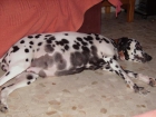 vendo cachorros dalmatas purros - mejor precio | unprecio.es
