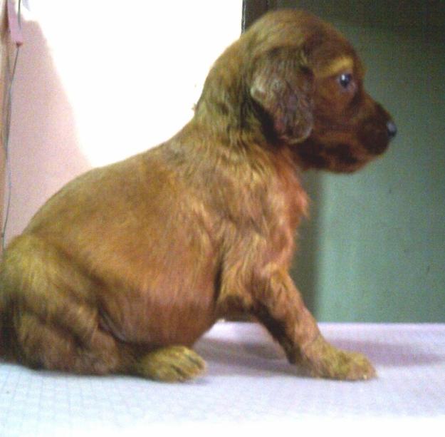 Setter Irlandés