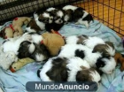 bichon maltes , bichon maltes , bulldog frances , mini pinchers , carlinos , westys - mejor precio | unprecio.es