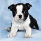 Boston Terrier Nick es un havanese excepcionales. Nuestro havanese son KC registro limitado, están al día en de vacunaci - mejor precio | unprecio.es