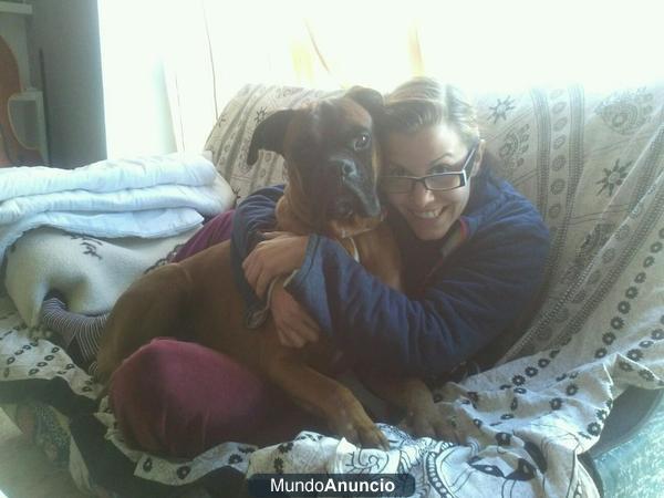 Boxer para montas