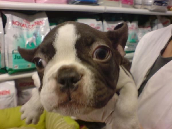 Bulldog Francés en venta cachorros