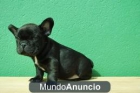 bulldog frances preciosos ejemplares - mejor precio | unprecio.es