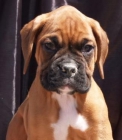 Cachorros de Boxer, los vendo abuen precio - mejor precio | unprecio.es