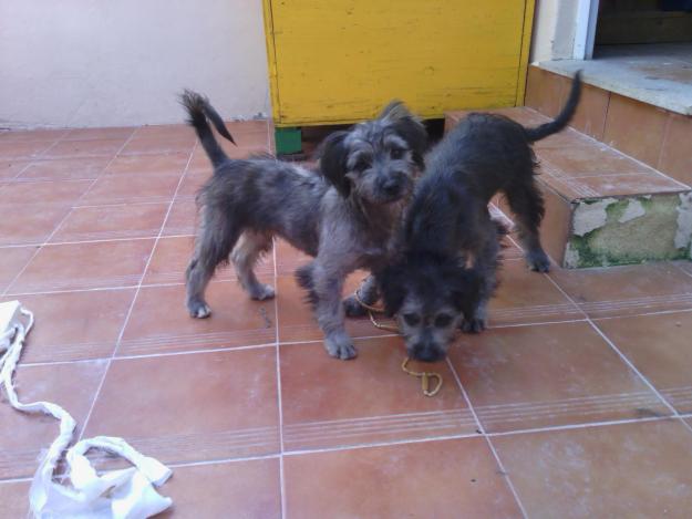 Necesitan un hogas (cruces de schnauzer)
