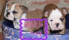 Novedad ,buen  precio Bulldog Ingles - mejor precio | unprecio.es