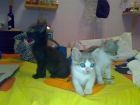 Se regalan 3 gatitos - mejor precio | unprecio.es