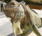 Vendo Iguana Macho Barcelona - mejor precio | unprecio.es