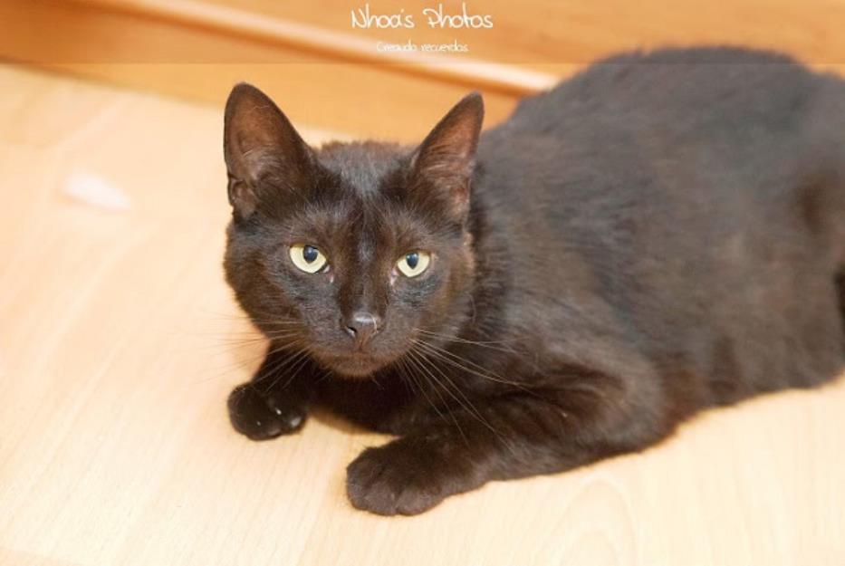 Selina, preciosa y cariñosa gata negra de 1 año. Victima de desahucio