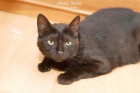 Selina, preciosa y cariñosa gata negra de 1 año. Victima de desahucio - mejor precio | unprecio.es
