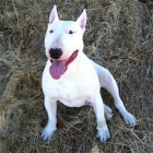 Bull terrier cachorros con pedigre - mejor precio | unprecio.es