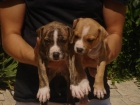 CACHORROS DE AMERICAN STTANDFORD 450 - mejor precio | unprecio.es