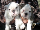 Cachorros de Bulldog Ingles y otras razas - mejor precio | unprecio.es