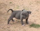 CAMADA DE AMERICAN BULLY - mejor precio | unprecio.es