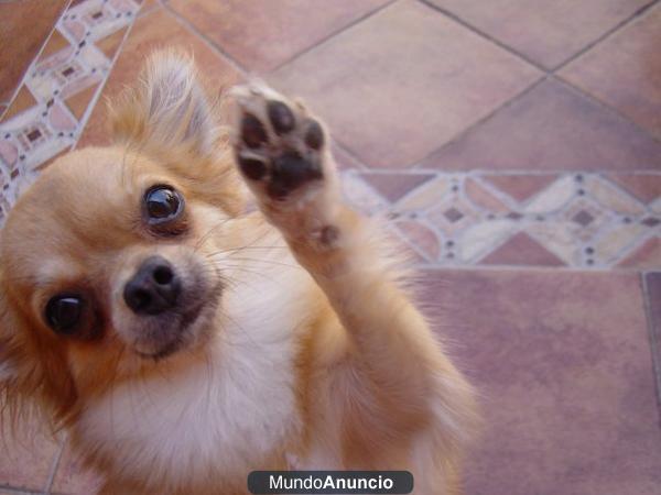 CHIHUAHUA DE PELO LARGO COLOR CANELA-BLANCO SE OFRECE PARA MONTAS