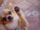 CHIHUAHUA DE PELO LARGO COLOR CANELA-BLANCO SE OFRECE PARA MONTAS - mejor precio | unprecio.es