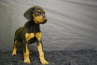 Criadero nacional de Doberman camada con dos meses de edad - mejor precio | unprecio.es