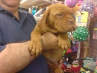 DOGO O GRAN DANES  Dogos o Gran Danes cachorros, perros excepcionales. Se entregan a partir de los dos meses vacunados - mejor precio | unprecio.es