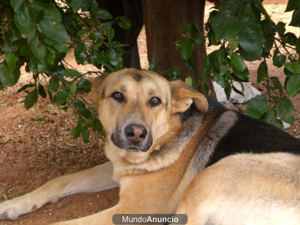 EL PERRO DE LOS NARANJOS : un especie canina de Valencia